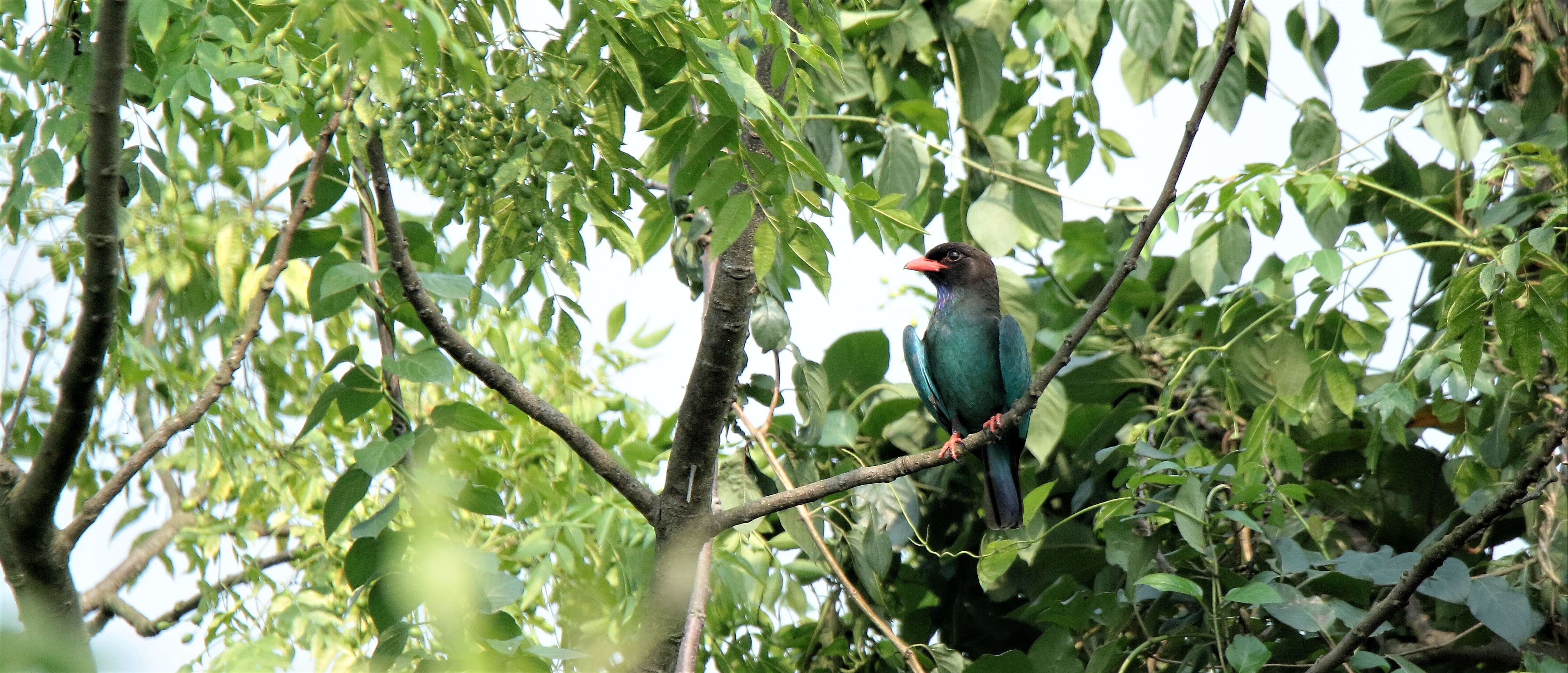 Image of Dollarbird