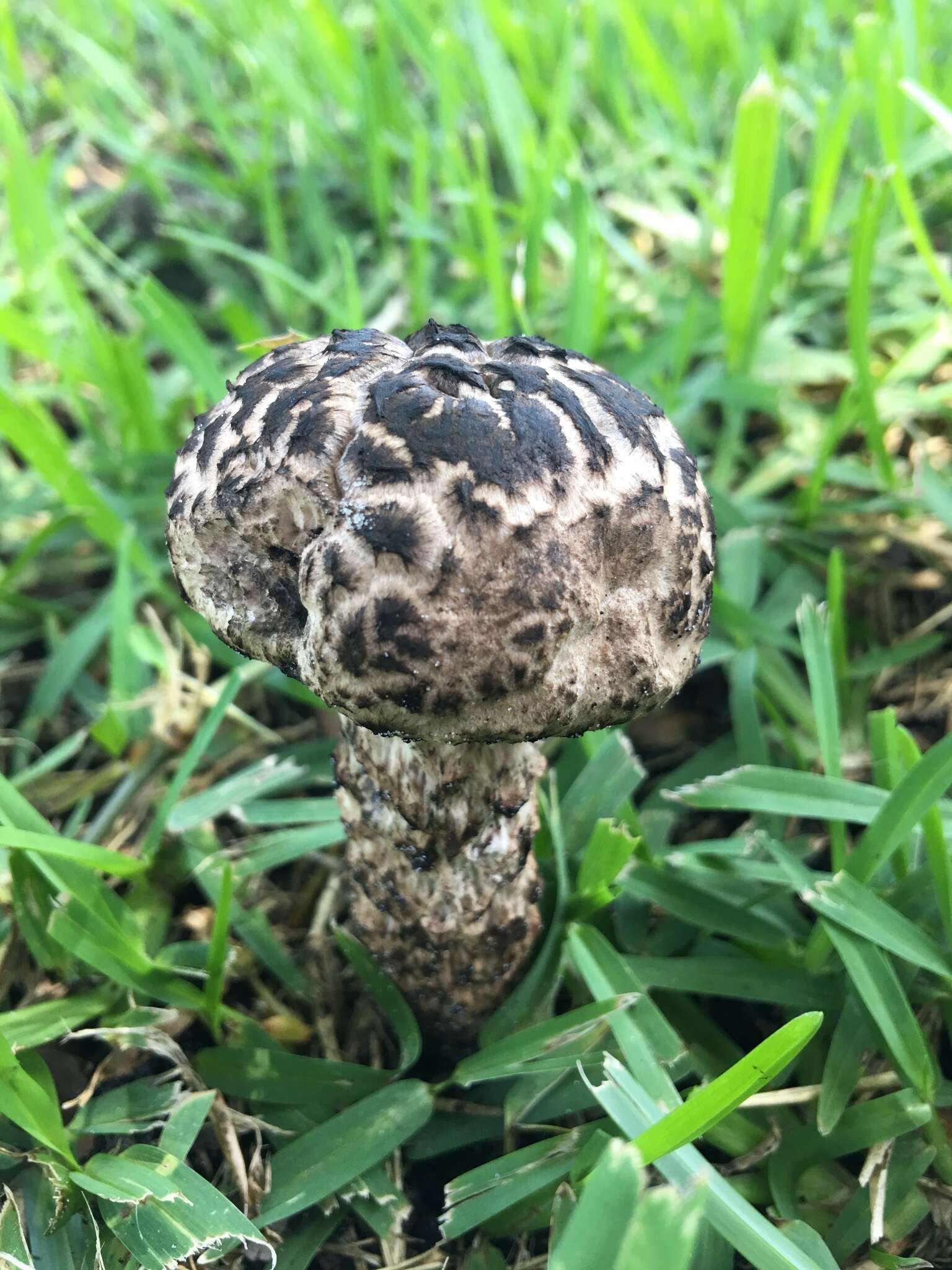 Слика од Strobilomyces strobilaceus (Scop.) Berk. 1851