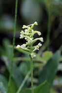 Image of Green Woodland Orchid