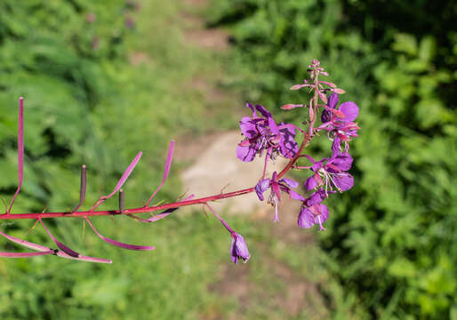 Image of Narrow-Leaf Fireweed