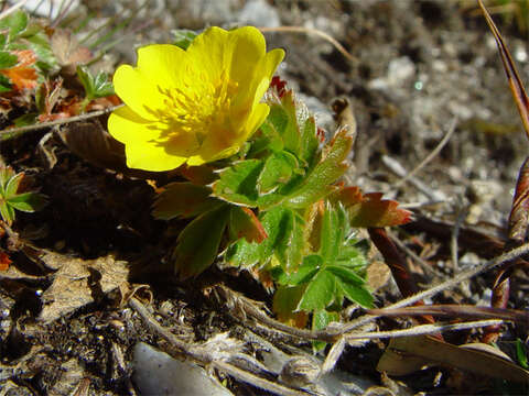 Image of Ranunculus montanus Willd.