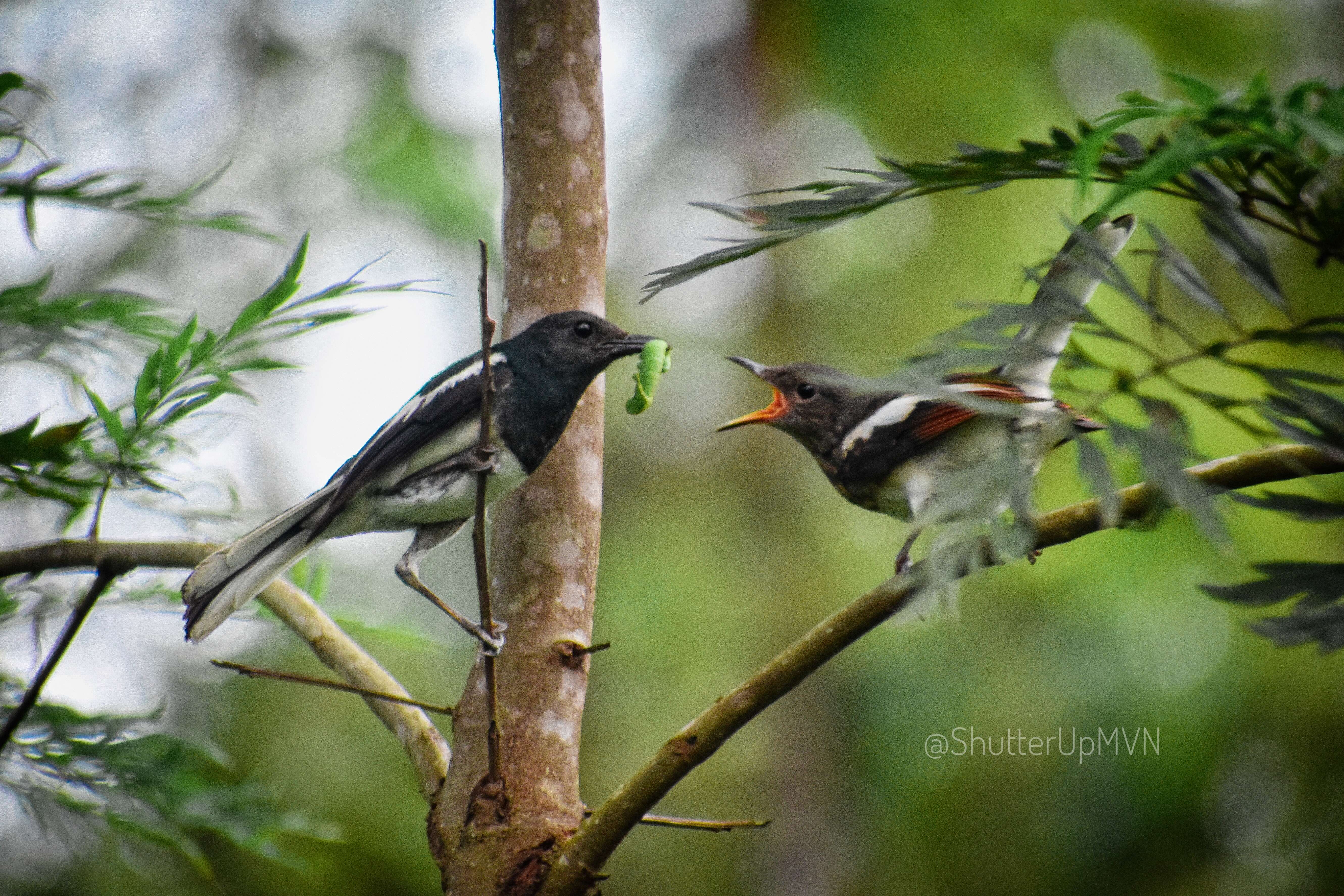 Image of Oriental Magpie Robin