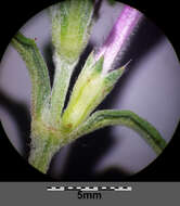 Image of Red hemp-nettle