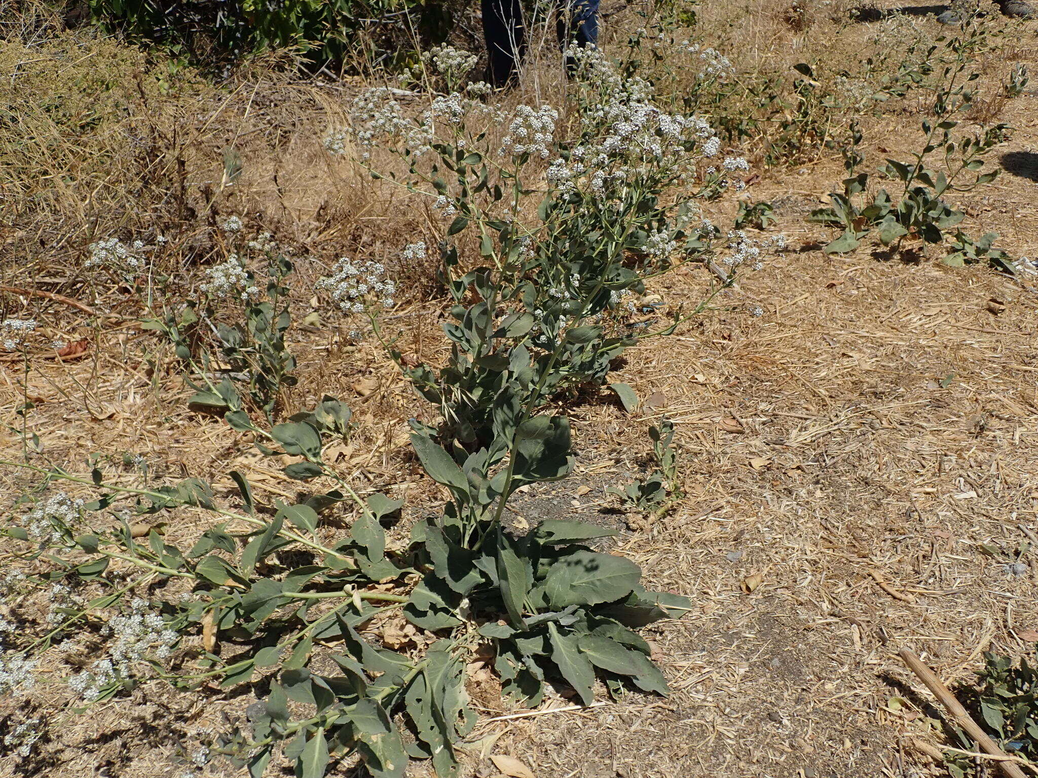 Image of broadleaved pepperweed