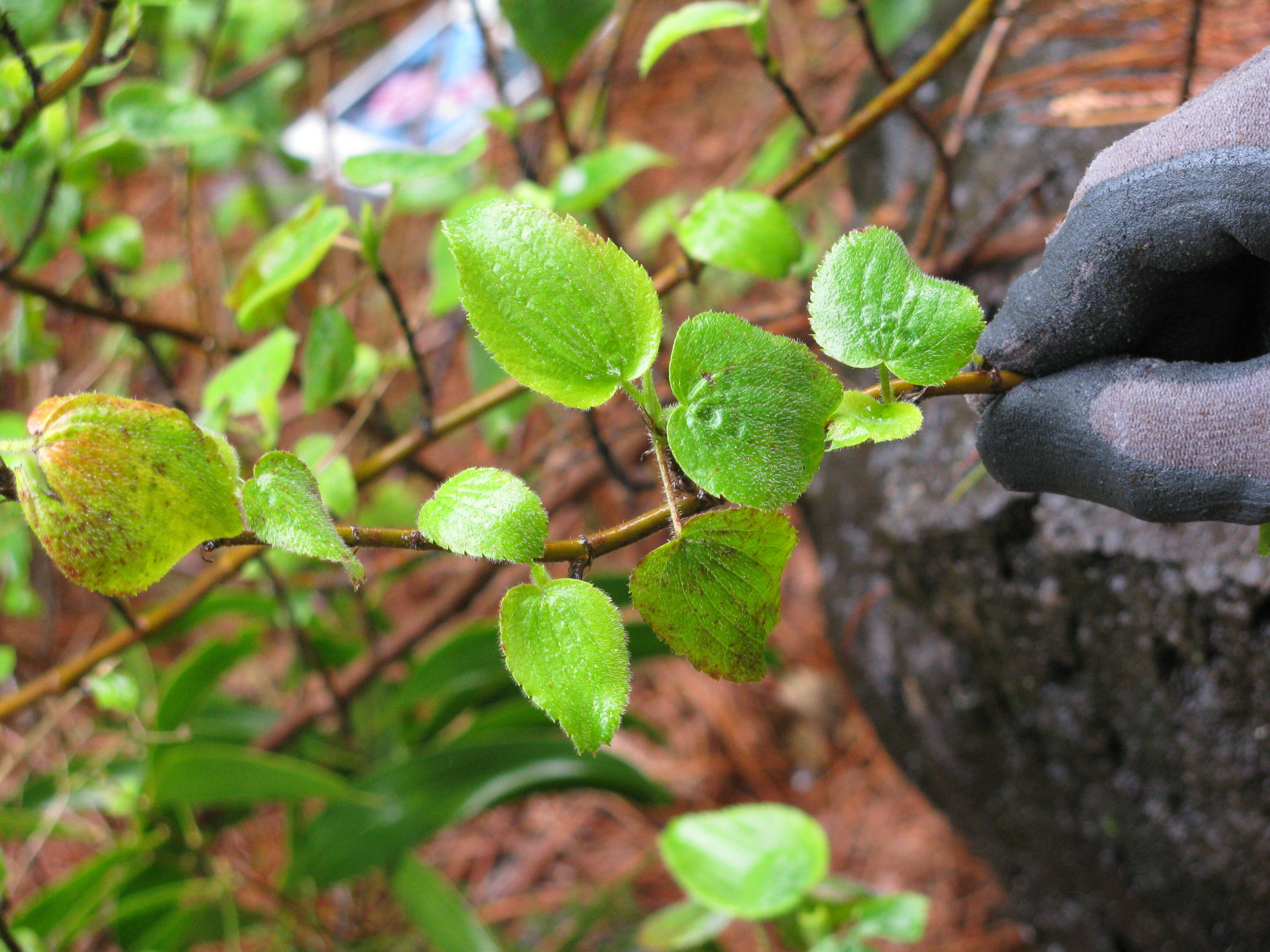 Image of Hawai'i red cranesbill