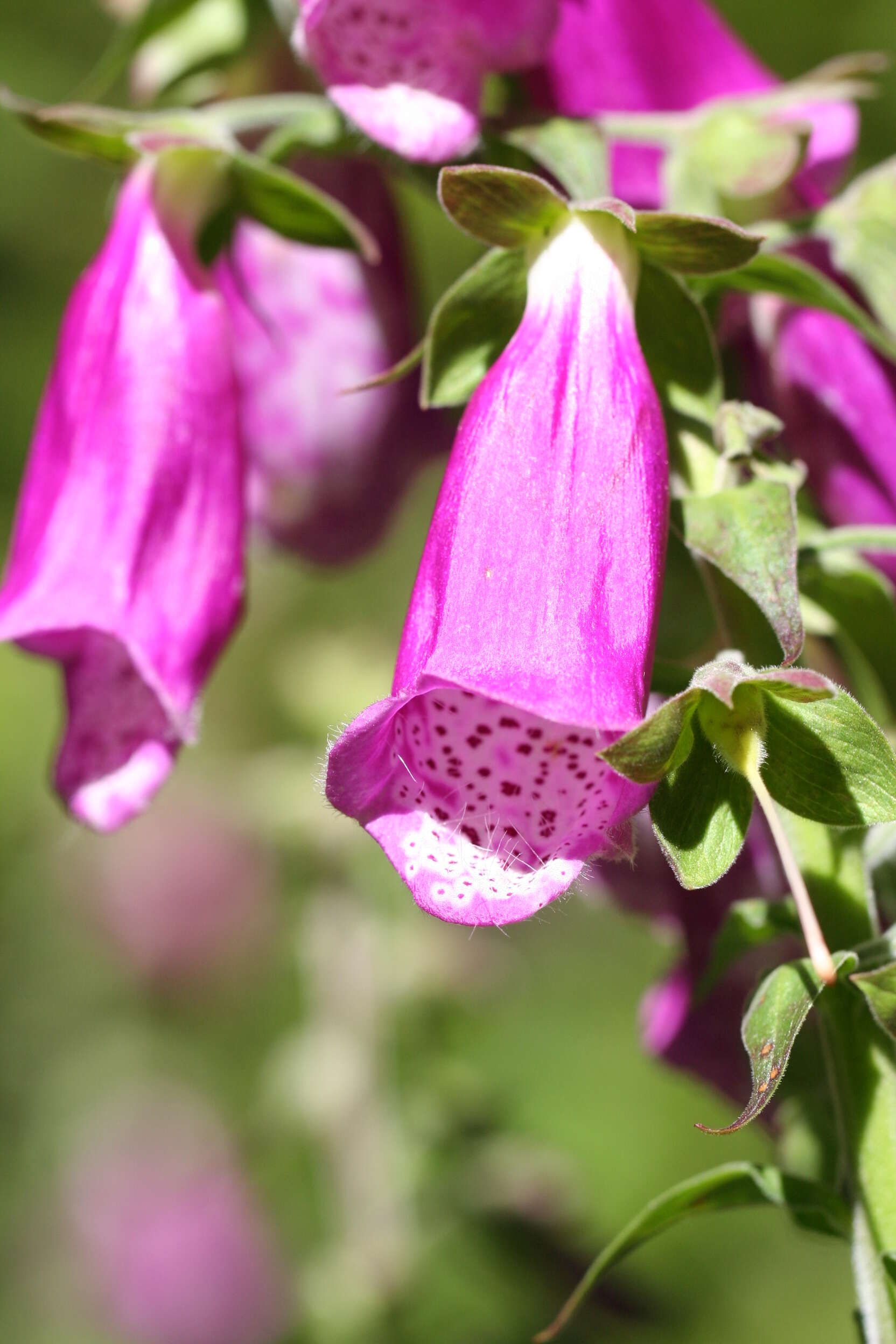 Imagem de Digitalis purpurea L.