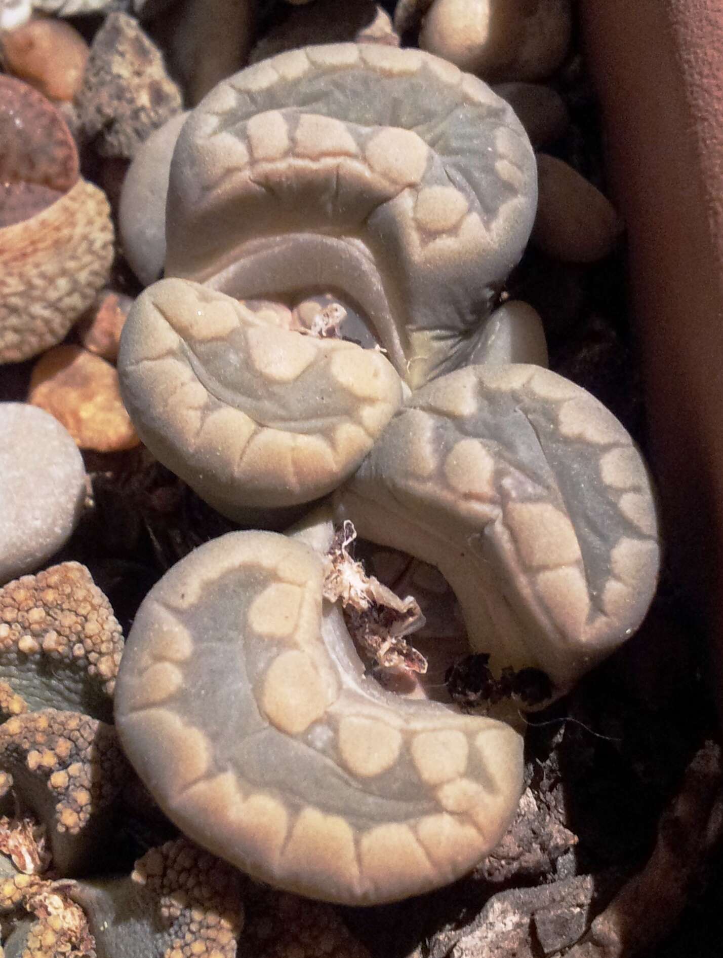 Image of Lithops otzeniana Nel