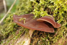 Image of ear fungus