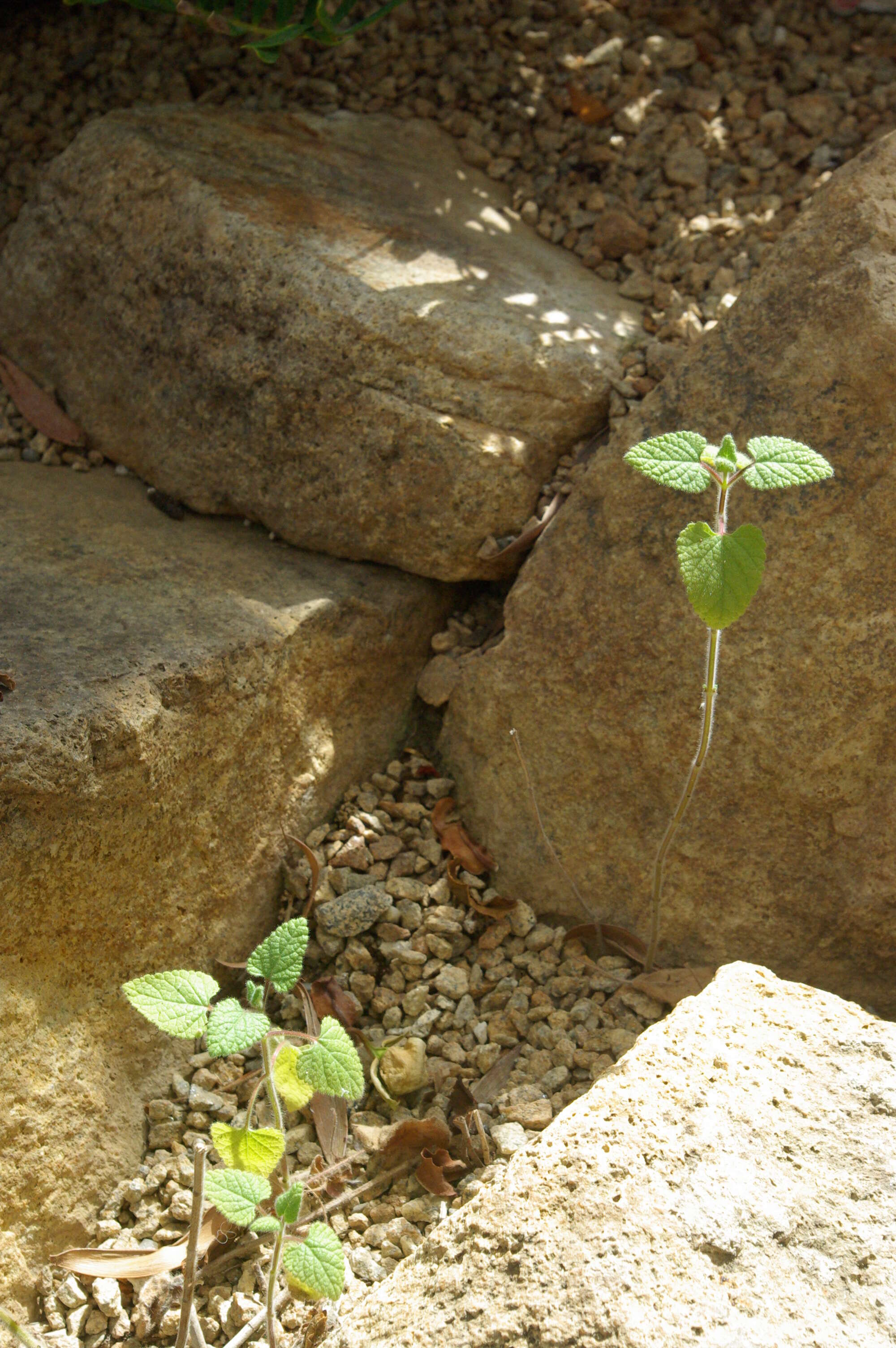 Imagem de Salvia fulgens Cav.