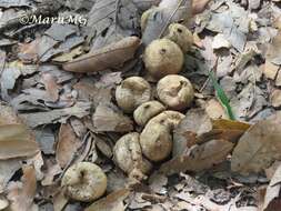 Imagem de Lycoperdon perlatum Pers. 1796