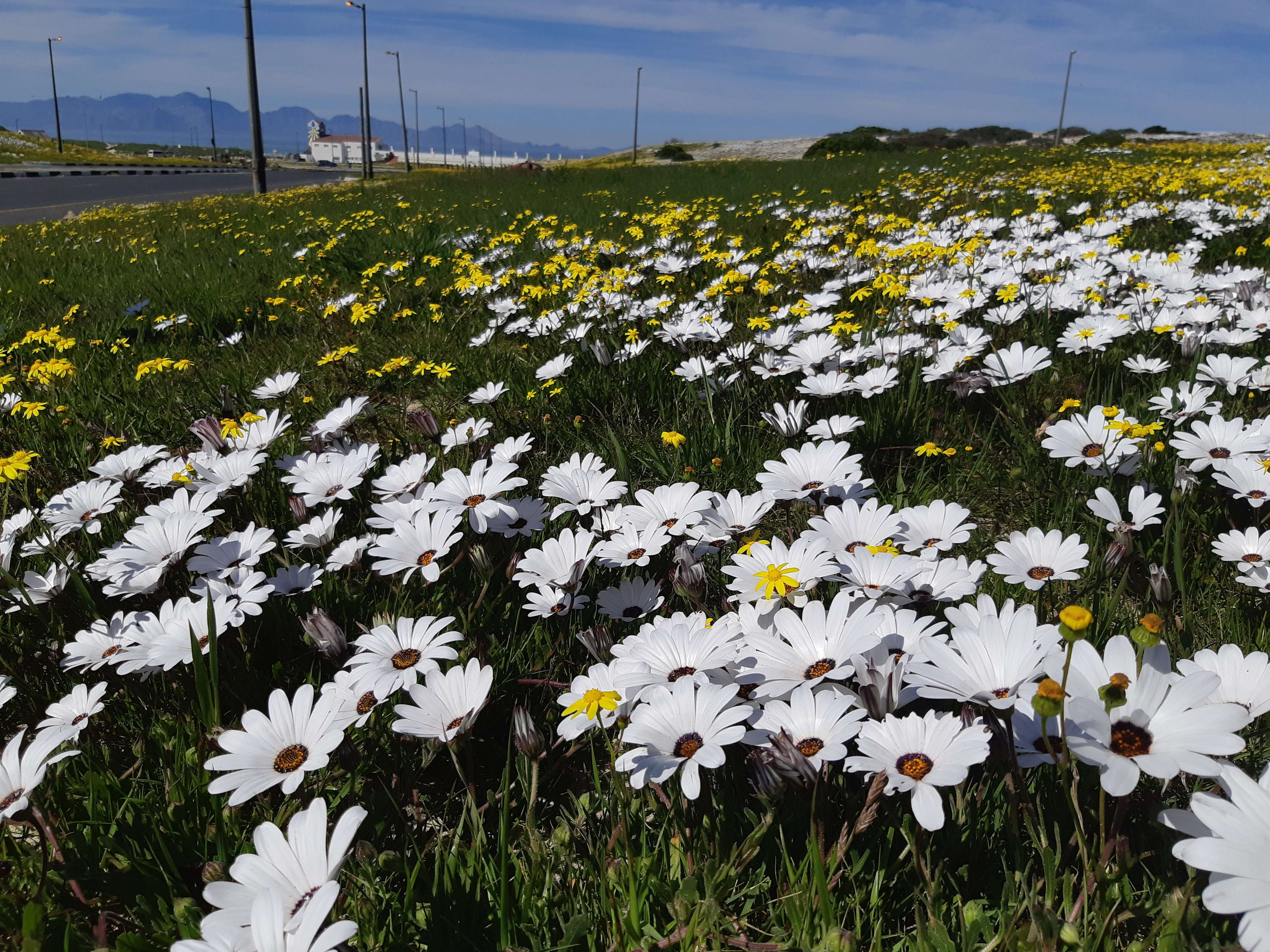 Image de Dimorphotheca pluvialis (L.) Moench