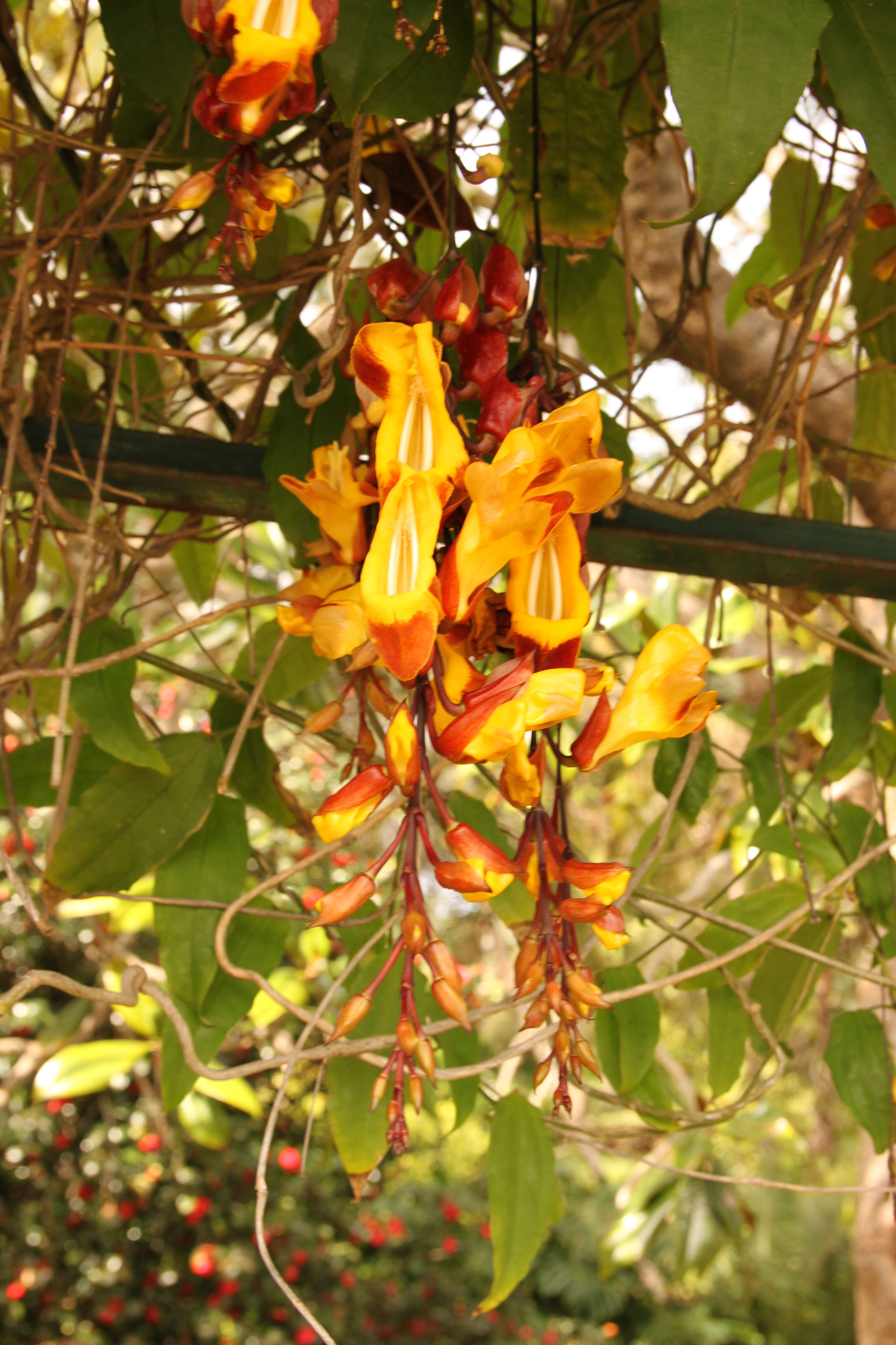 Image of Clock vine