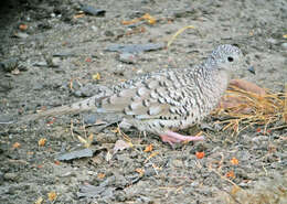 Image of Scaled Dove