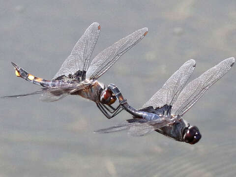 Image of Black Saddlebags