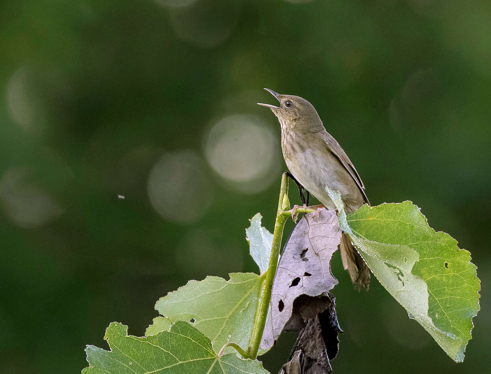 Image of Eurasian River Warbler