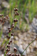 Imagem de Juncus saximontanus A. Nelson