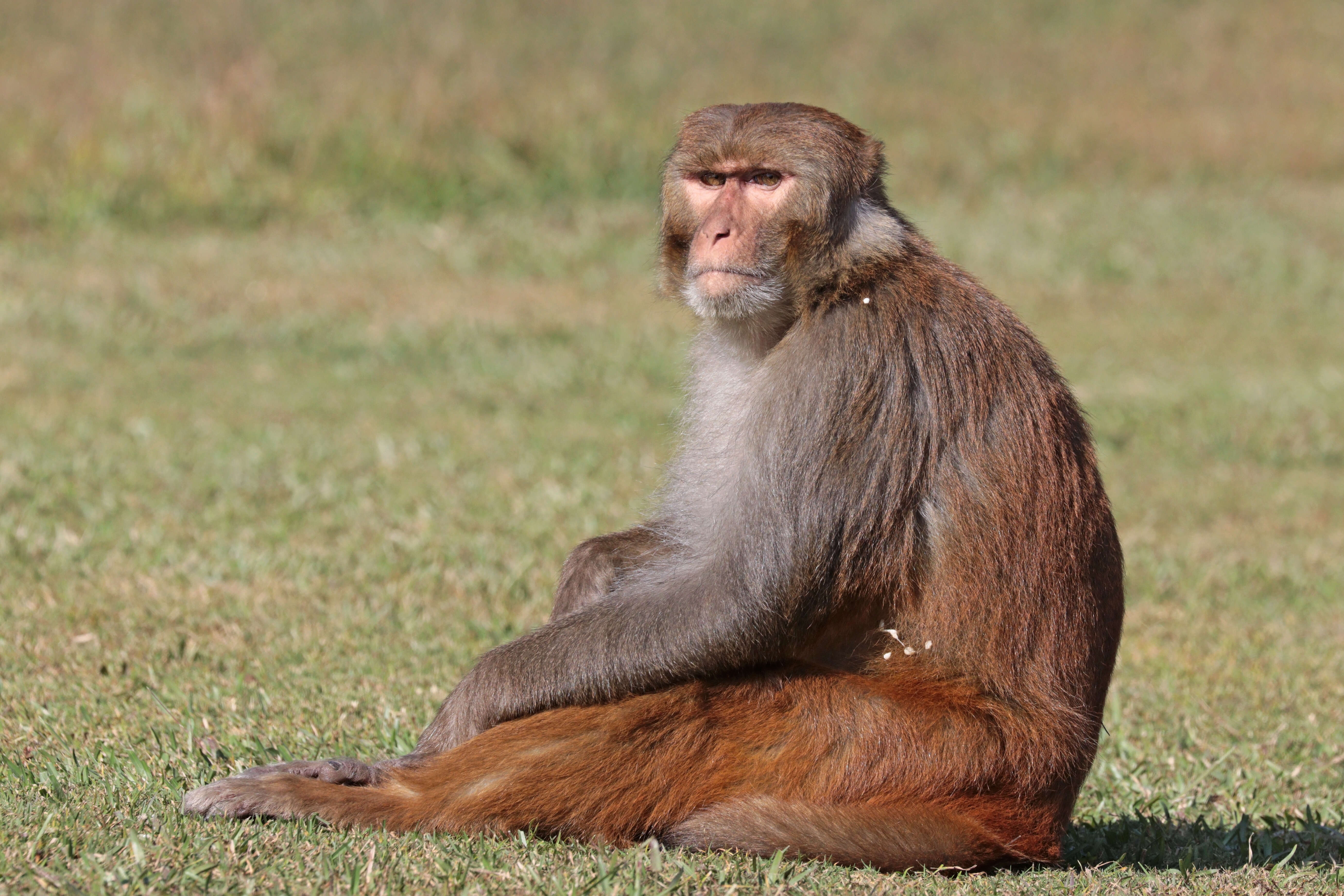 Image of Rhesus Monkey