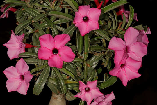 Image of Summer impala lily