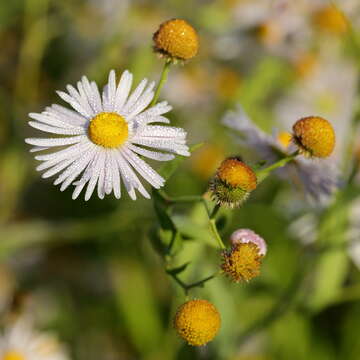 Image of claspingleaf doll's daisy