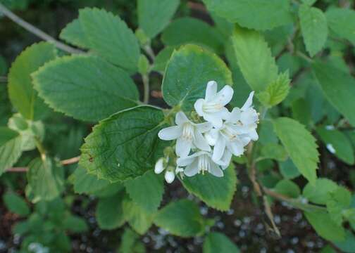 Image of fivepetal cliffbush