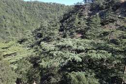 Image of Cyprus Cedar