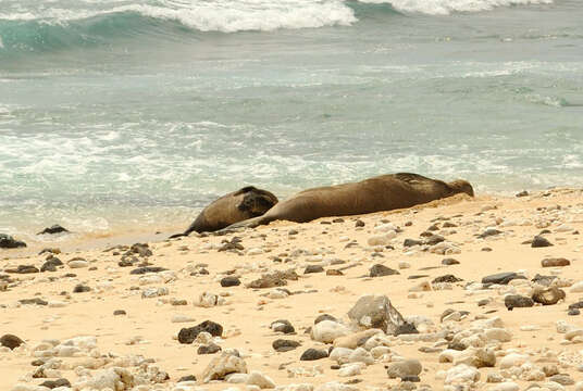 Image of Hawaiian Monk Seal