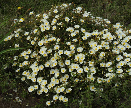 Image of salvia cistus