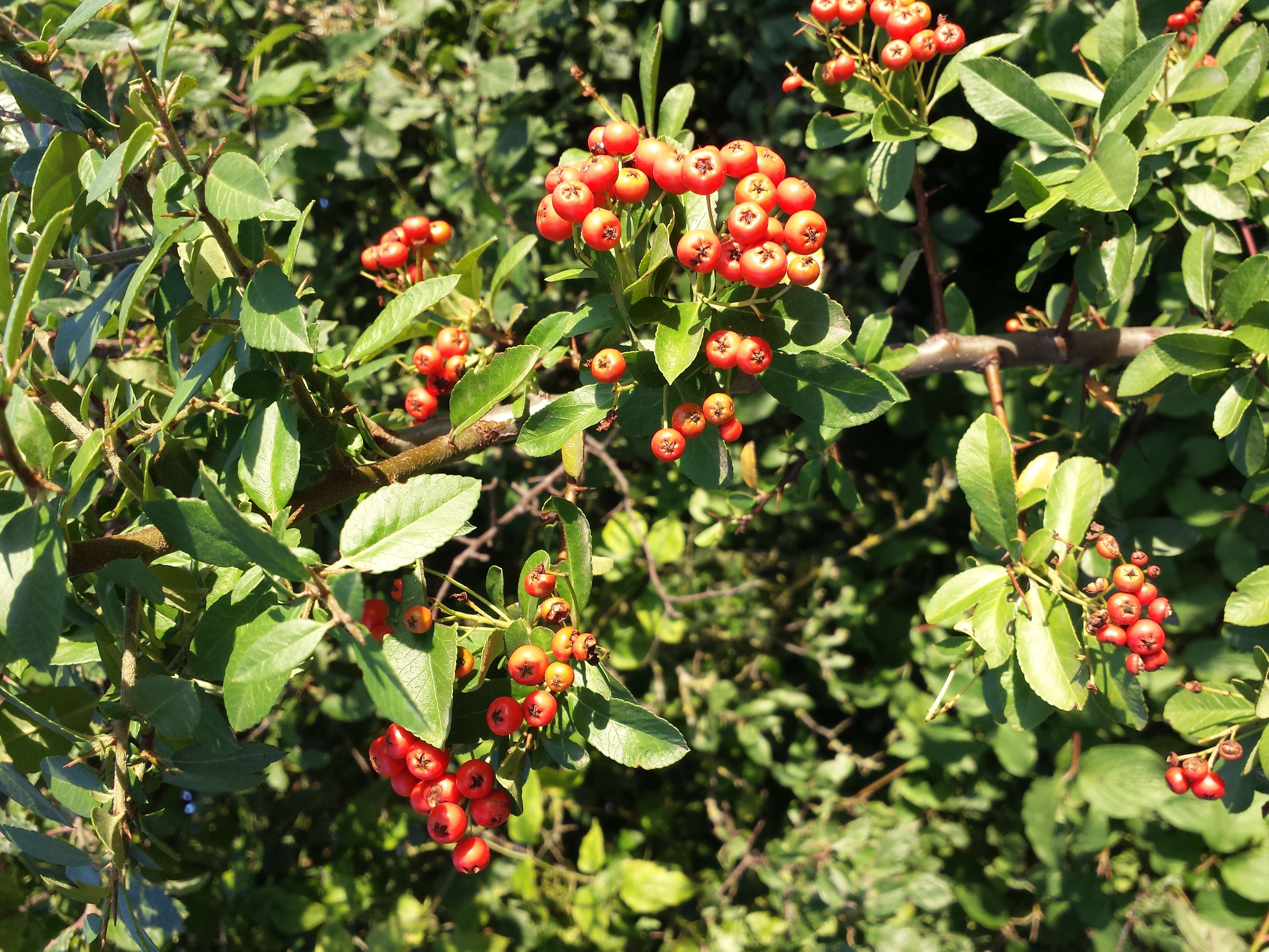 Image de Pyracantha coccinea M. J. Roemer