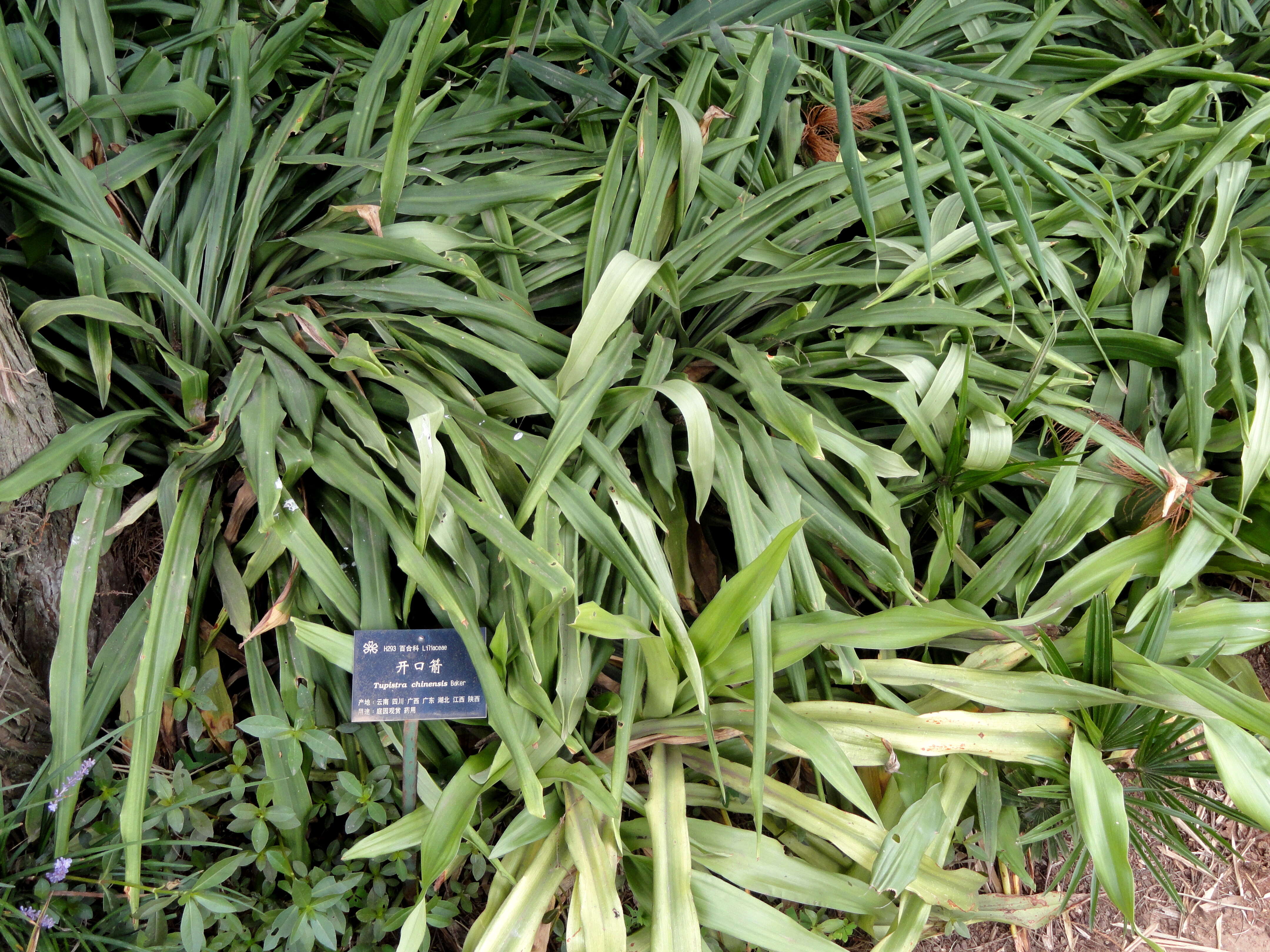 Image of Tupistra