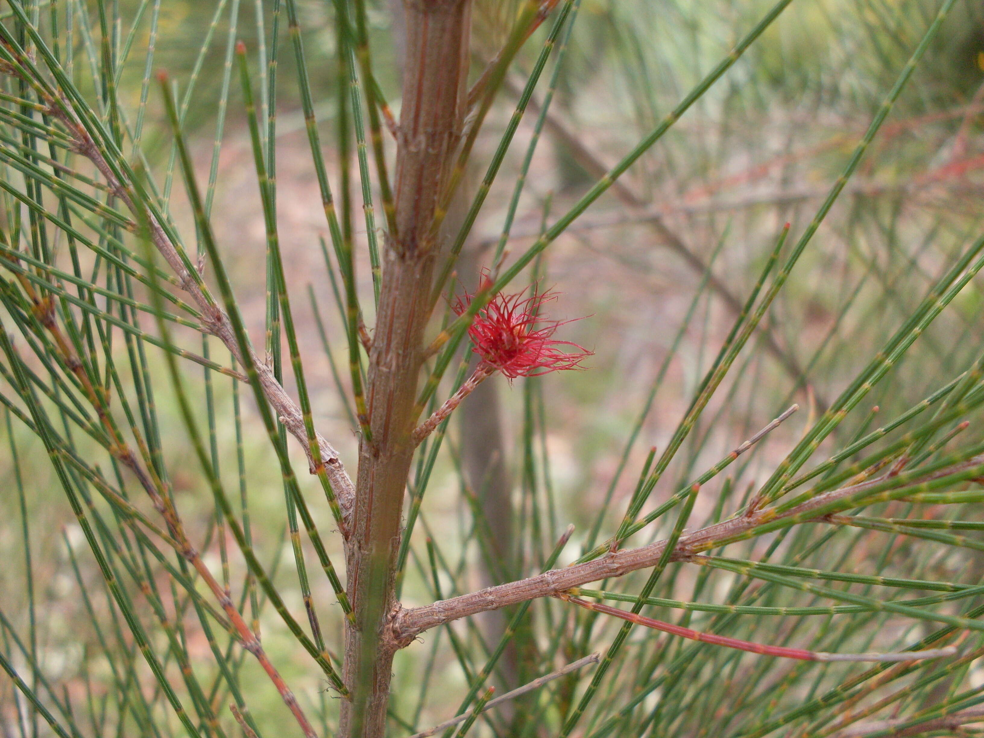 Image of Allocasuarina distyla (Vent.) L. A. S. Johnson