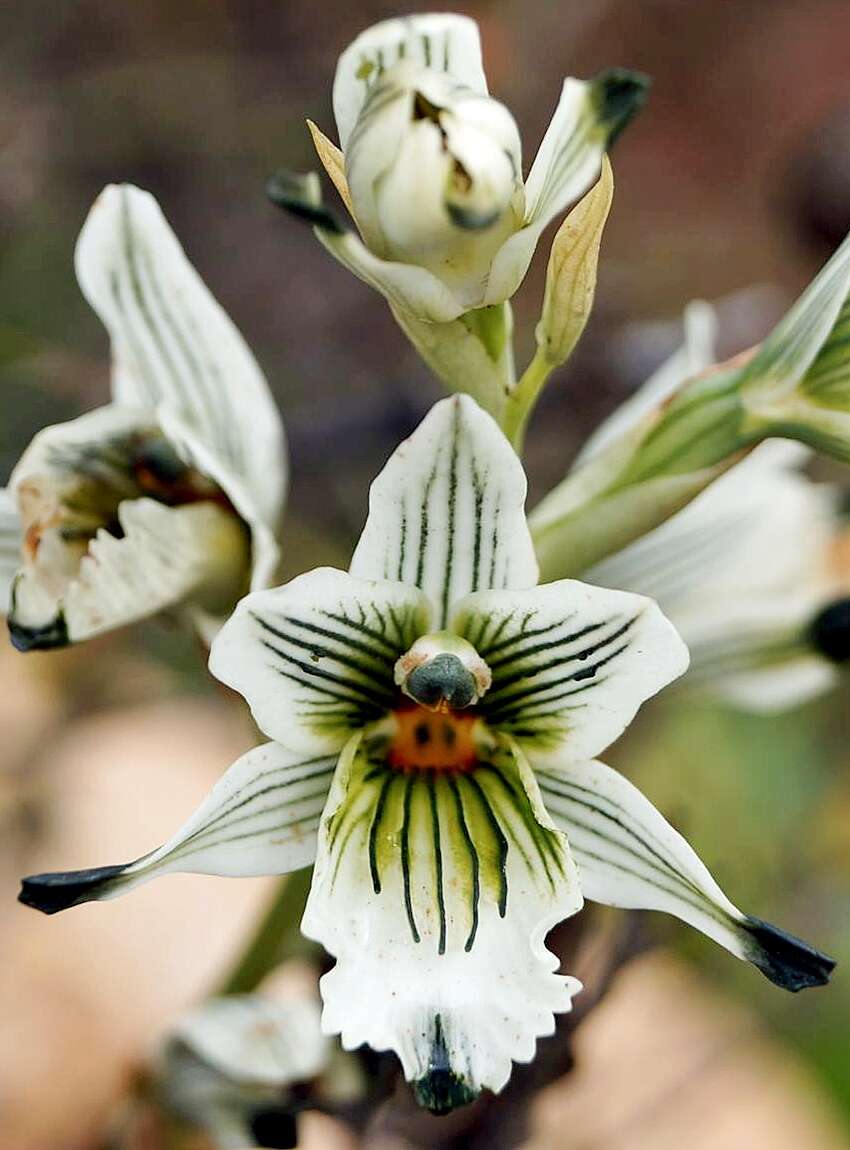 Plancia ëd Chloraea