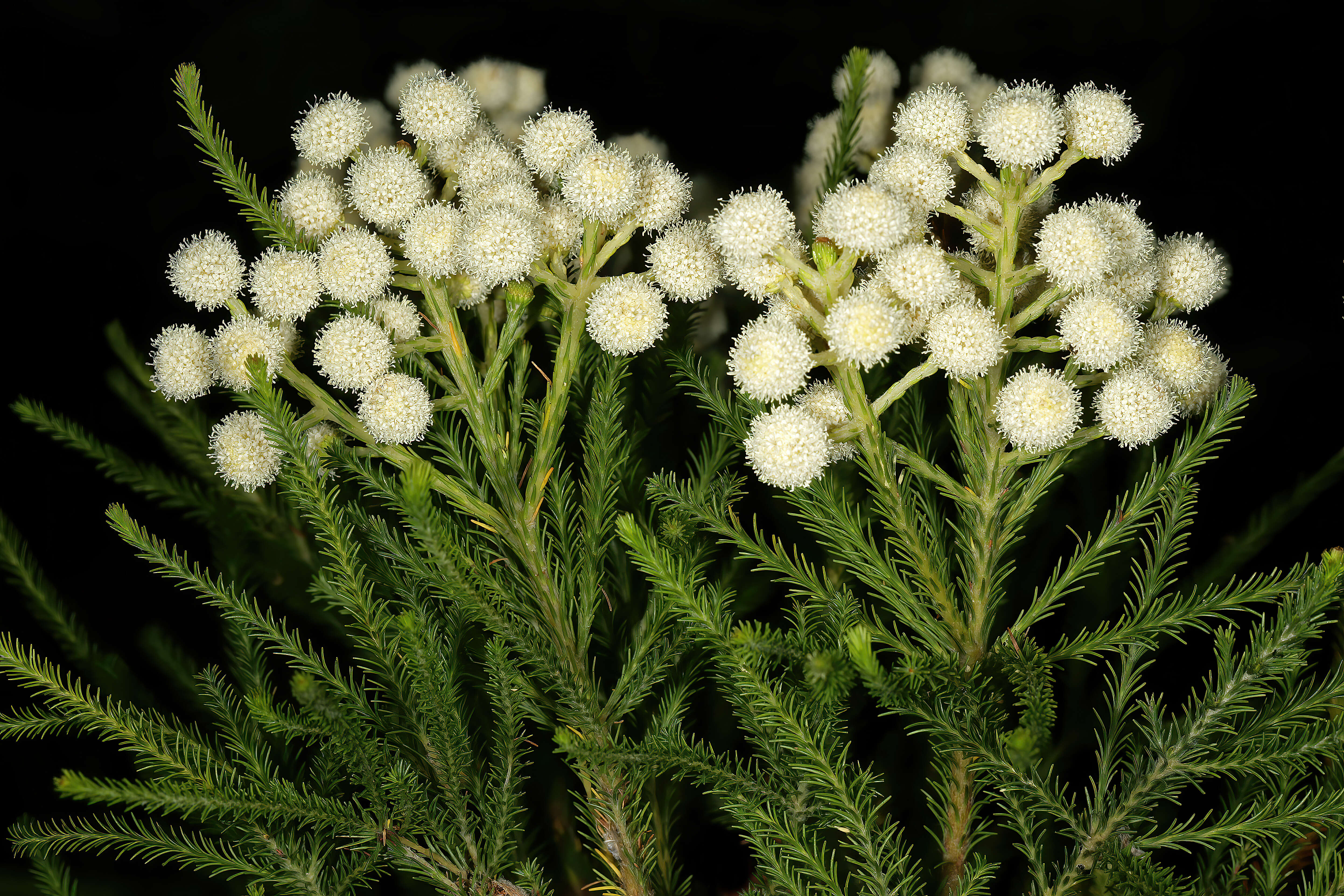 Image of Berzelia lanuginosa (L.) Brongn.