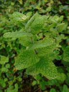 Image of Apple Mint