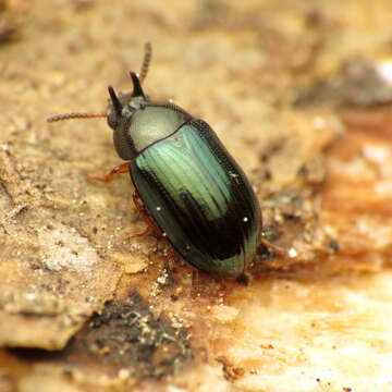 Image of Neomida bicornis (Fabricius 1777)