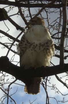 Image of Eastern Red-tailed Hawk