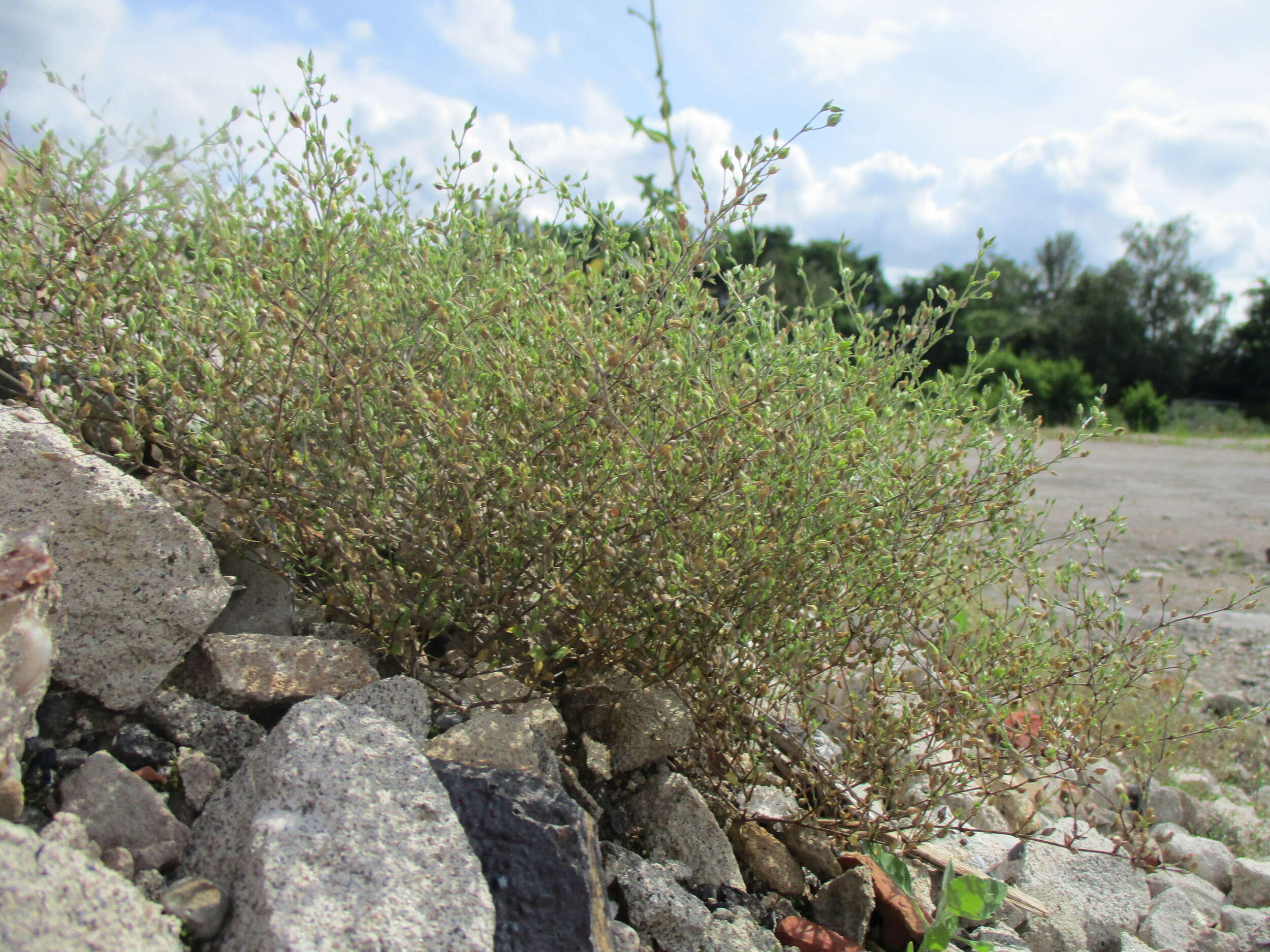 Image of Thyme-leaved Sandwort