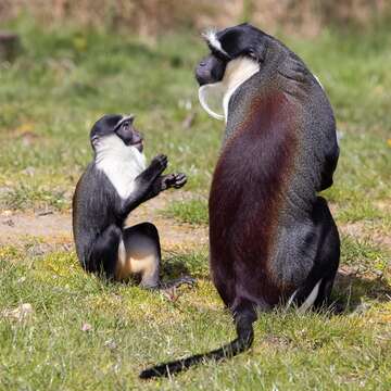 Imagem de Cercopithecus roloway (Schreber 1774)