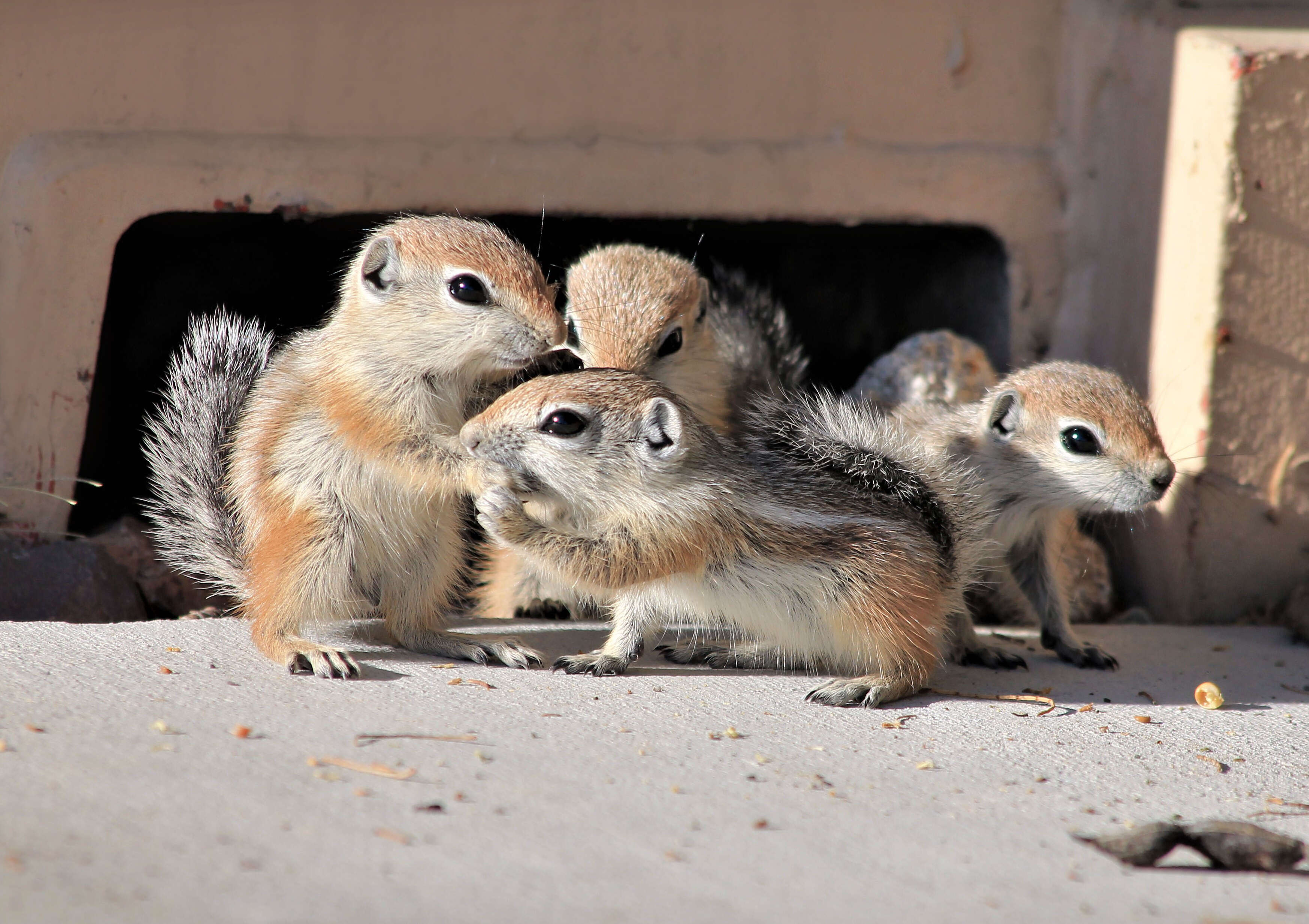 Image of white-tailed antelope squirrel