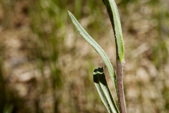 Image of lambstongue ragwort