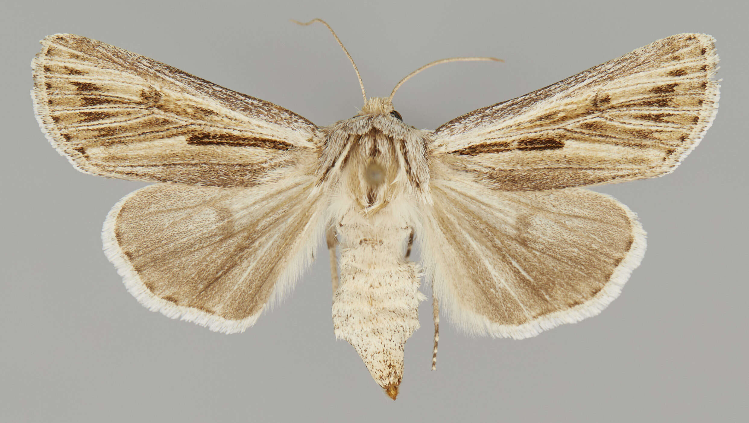 Image of Agrotis daedalus Smith 1890