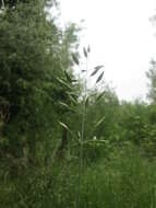 Image of erect brome