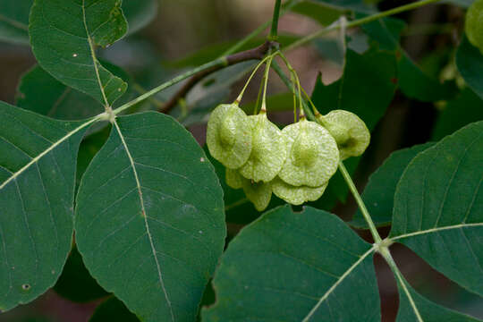 Image of common hoptree