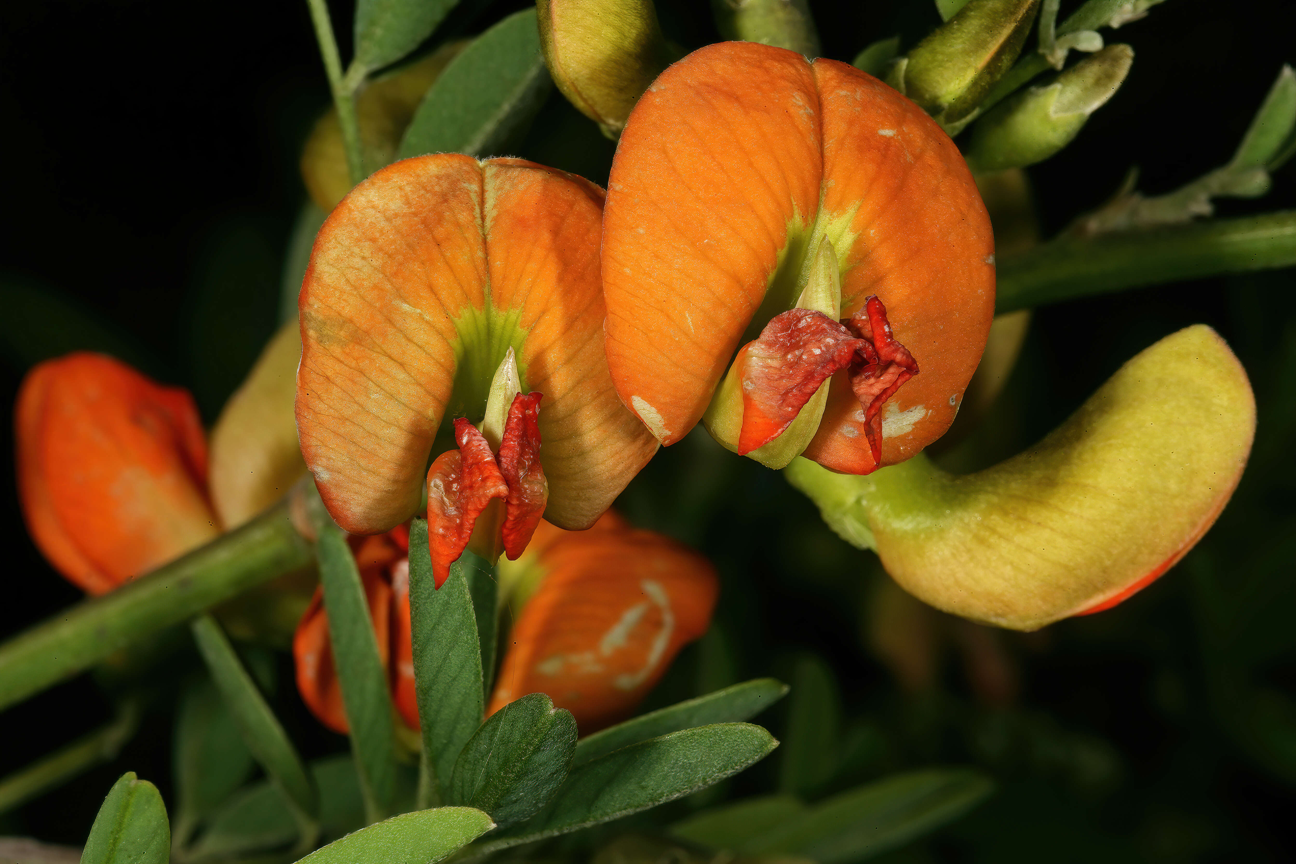 Image of Tephrosia pondoensis