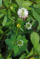 Image of clover