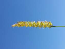 Image of Crested dogstail grass