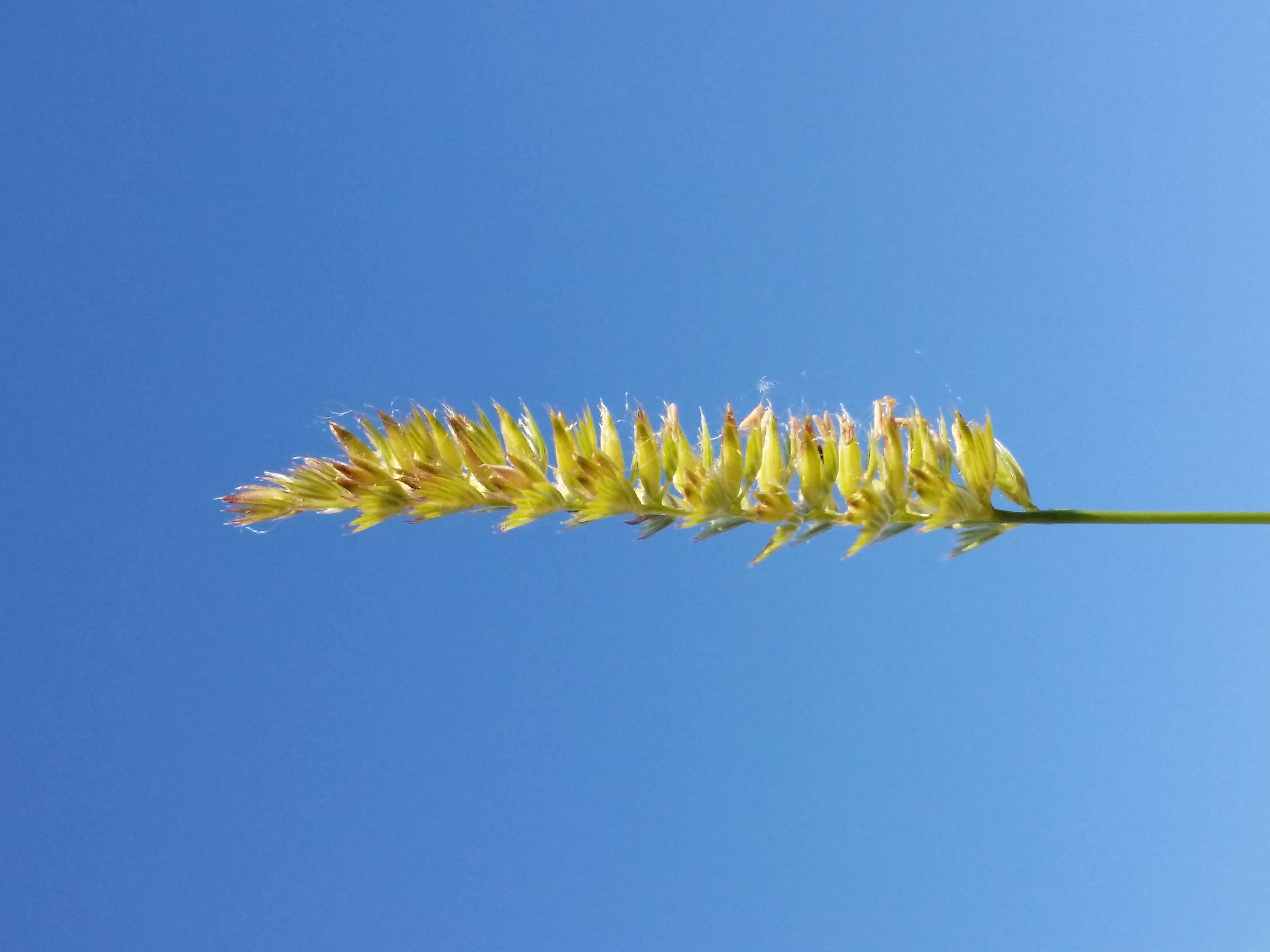 Image of Crested dogstail grass