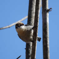 Image of Brown-headed Nuthatch