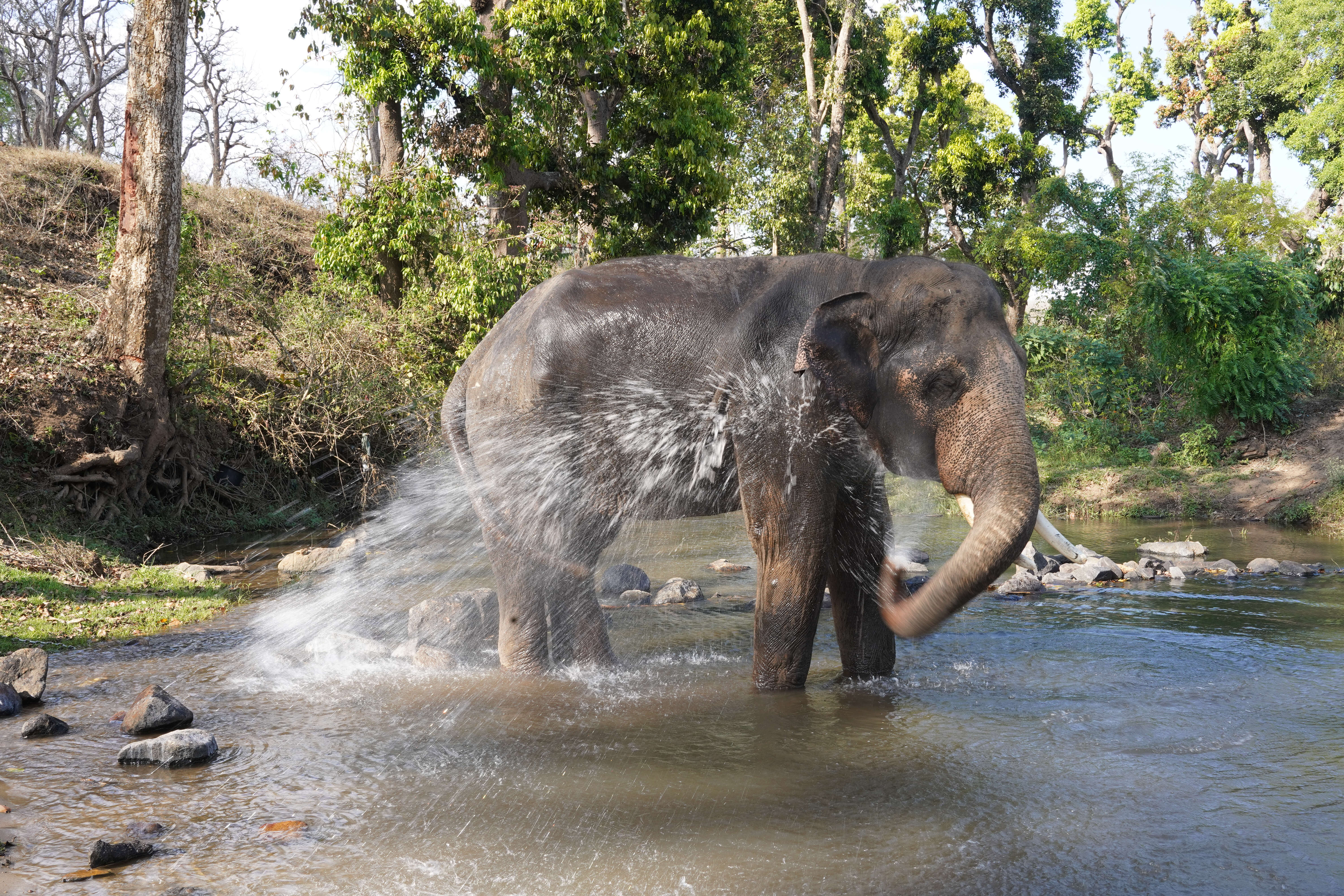 Image of Indian elephant