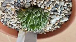 Haworthia resmi