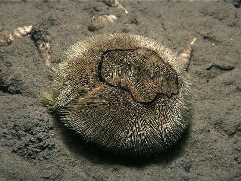 Image of heart urchin